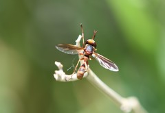 Physocephala marginata