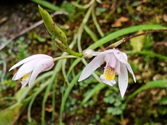 Bletilla formosana