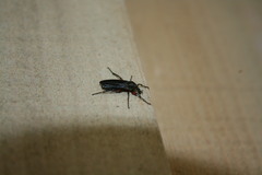 Bibio femoratus