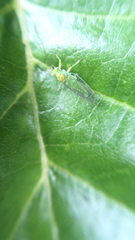 Psyllidae