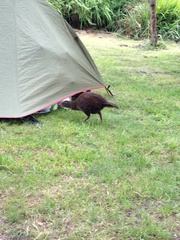 Gallirallus australis