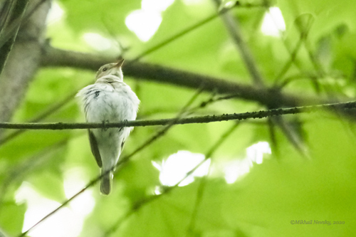 Papamoscas papirrojo (Ficedula parva)