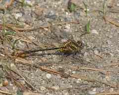 Phanogomphus lividus