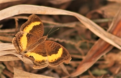 Junonia elgiva
