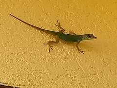 Anolis extremus