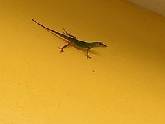 Anolis extremus