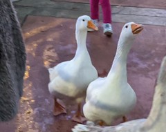 Anser anser domesticus