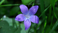 Campanula stevenii altaica