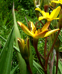 Hypoxis sobolifera