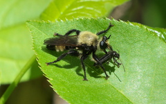 Laphria posticata