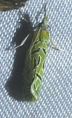 Peridaedala hierograpta