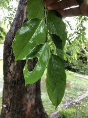 Pterocarpus indicus