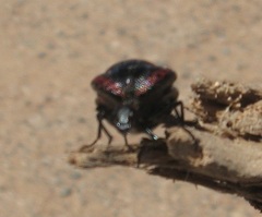 Megetra