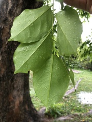 Pterocarpus indicus