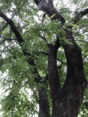 Pterocarpus indicus
