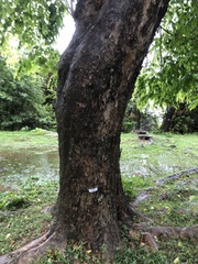 Pterocarpus indicus