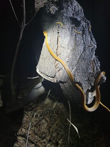 Brown Tree Snake sighting
