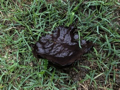 Calvatia lilacina