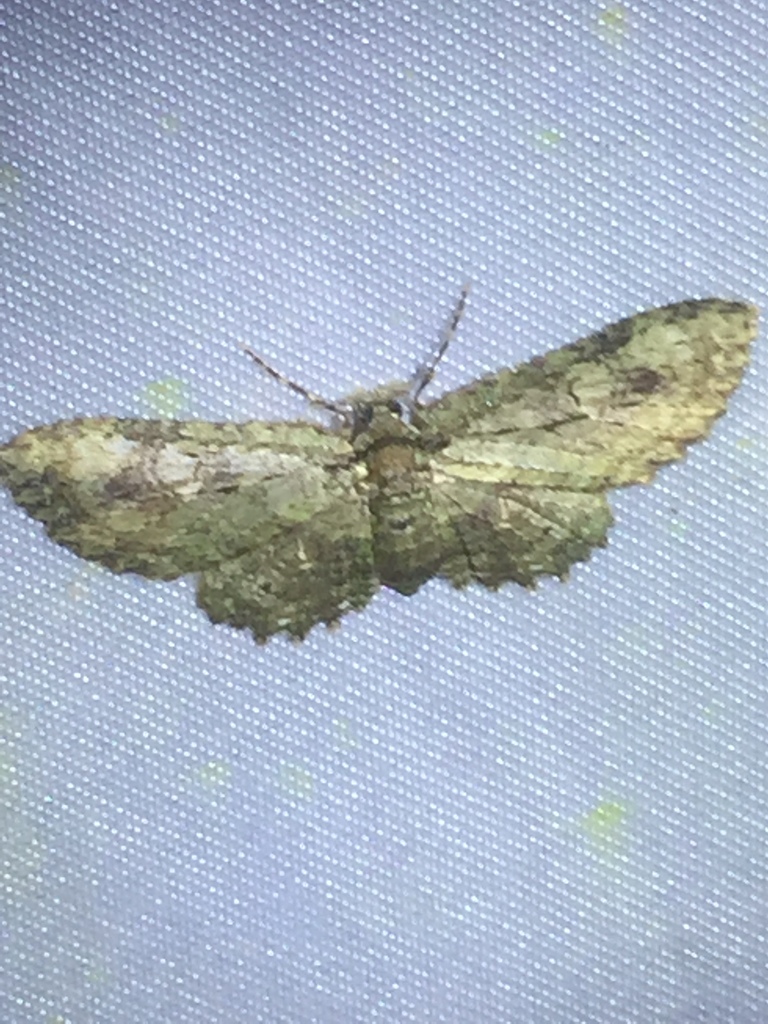 Collix hirtivena