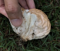Calvatia lilacina