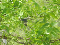 Thraupis glaucocolpa