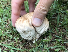 Calvatia lilacina