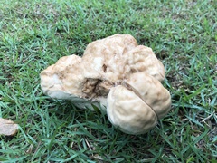 Calvatia lilacina