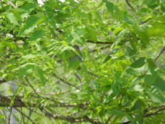 Thraupis glaucocolpa