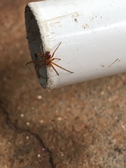 Philodromus marxi