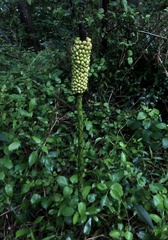 Amorphophallus kiusianus