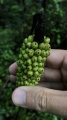 Amorphophallus kiusianus