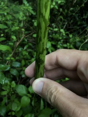 Amorphophallus kiusianus