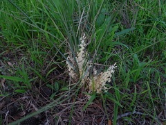 Lomandra effusa