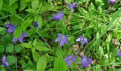 Campanula stevenii altaica