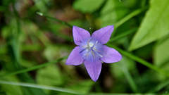 Campanula stevenii altaica