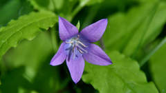 Campanula stevenii altaica