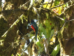 Trogon collaris