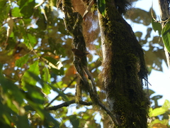 Troglodytes solstitialis