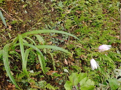 Bletilla formosana
