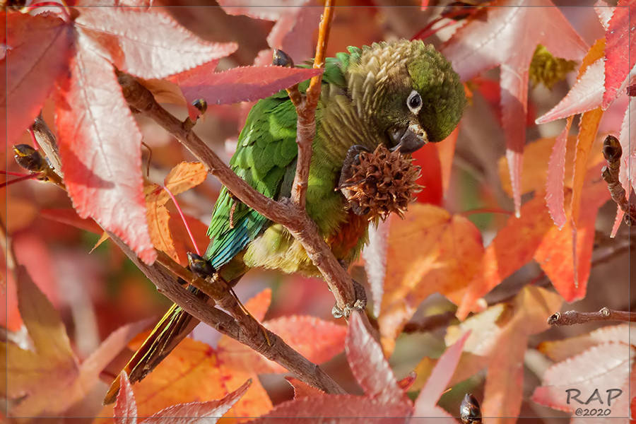 Maroon-bellied Parakeet