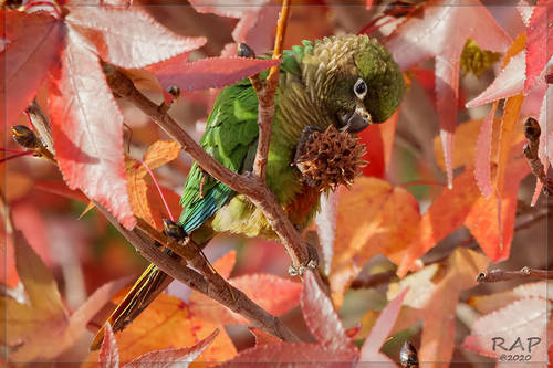 Maroon-bellied Parakeet