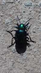 Eumolpus viriditarsis