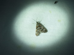 Noctueliopsis brunnealis
