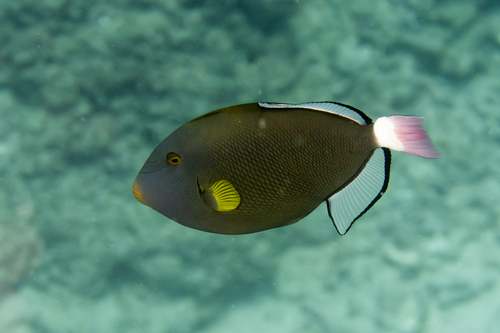 Pinktail Triggerfish