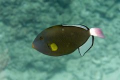 Pinktail Triggerfish photo 4
