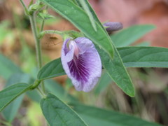 Clitoria triflora