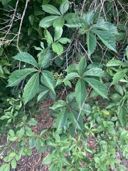 Parthenocissus quinquefolia