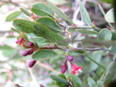 Ximenia parviflora