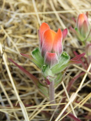 Castilleja nervata