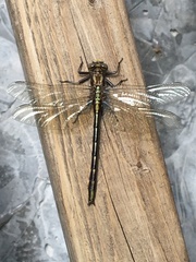 Phanogomphus spicatus